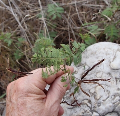 Desmanthus velutinus