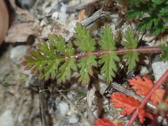 Erodium cicutarium