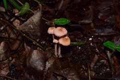 Gymnopus