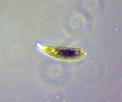 Euglena sanguinea
