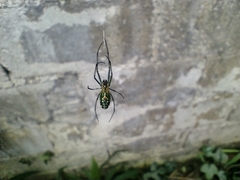 Leucauge