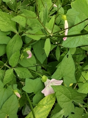 Calystegia hederacea
