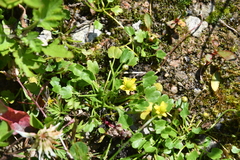 Halerpestes sarmentosa