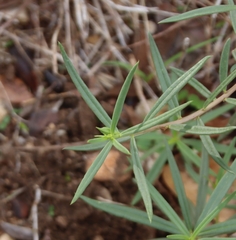 Talinum aurantiacum