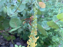 Polistes major major