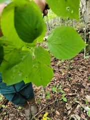 Cornus rugosa