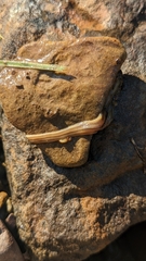 Bipalium pennsylvanicum