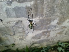 Leucauge