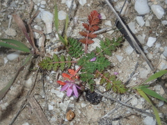 Erodium cicutarium