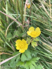 Ranunculus acris