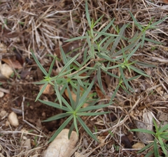 Talinum aurantiacum