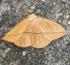Lonomia