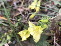 Gentiana scabrida