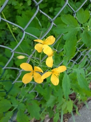 Chelidonium majus