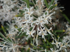 Hakea lissocarpha