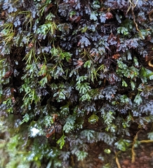 Hymenophyllaceae