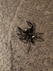 Hasarius adansoni