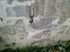 Leucauge