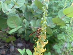 Polistes major major