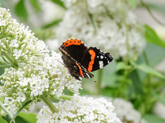 Vanessa atalanta