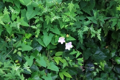 Calystegia hederacea