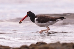 Haematopus palliatus