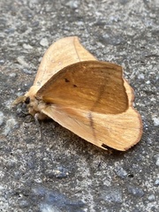 Lonomia