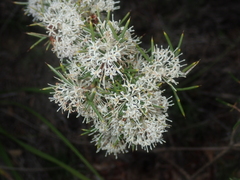 Hakea lissocarpha