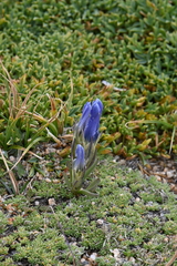 Gentianopsis barbellata