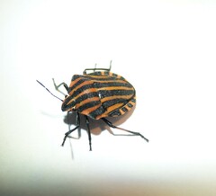 Graphosoma italicum