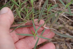 Talinum aurantiacum