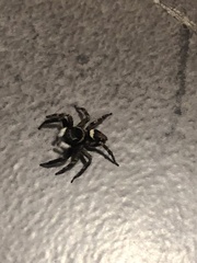 Hasarius adansoni