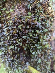 Hymenophyllaceae