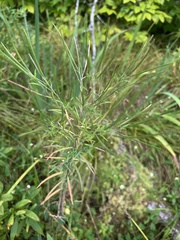 Epilobium leptophyllum