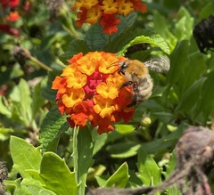 Bombus pascuorum