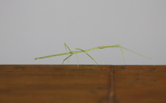 Clitumninae
