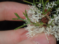 Hakea lissocarpha