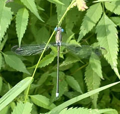 Archilestes grandis