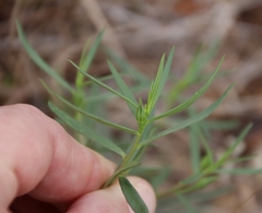 Talinum aurantiacum