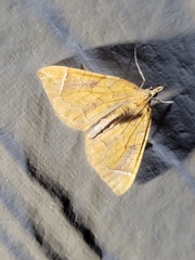 Eulithis testata
