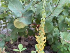 Polistes major major