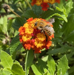 Bombus pascuorum