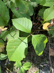 Toxicodendron