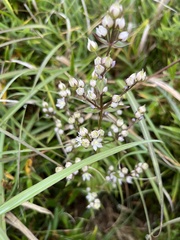 Swertia macrosperma