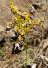 Solidago missouriensis