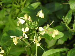 Raphanus raphanistrum