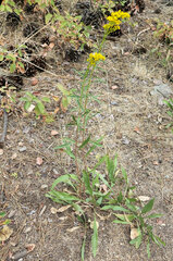 Solidago missouriensis