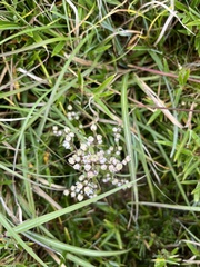 Swertia macrosperma