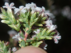 Styphelieae