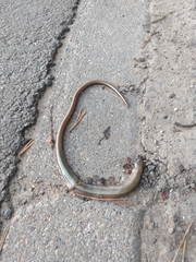 Anguis fragilis